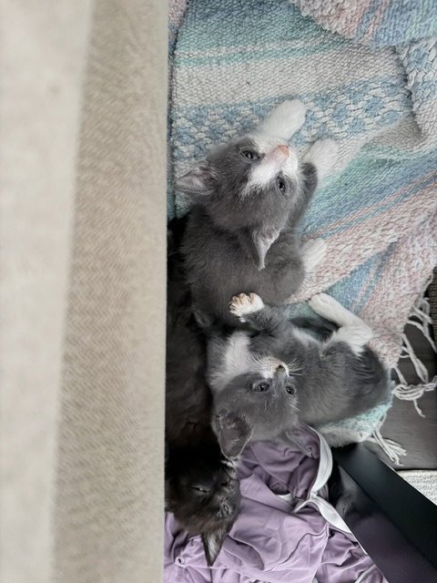 OLIVE - Domestic Short Hair available for adoption