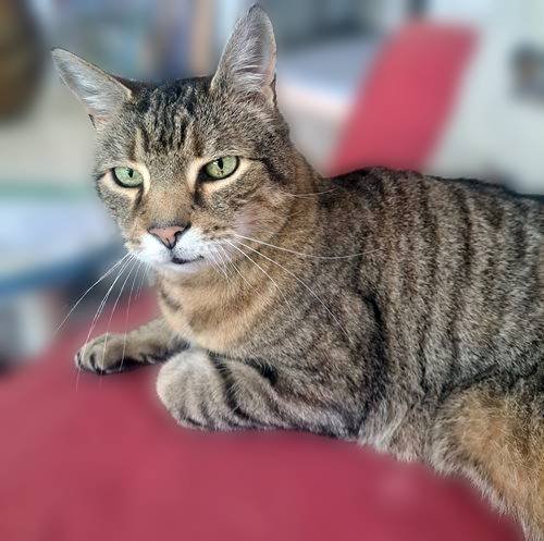 ALBERT - Domestic Short Hair available for adoption