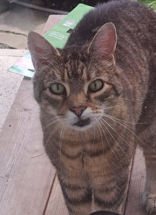 ALBERT - Domestic Short Hair available for adoption