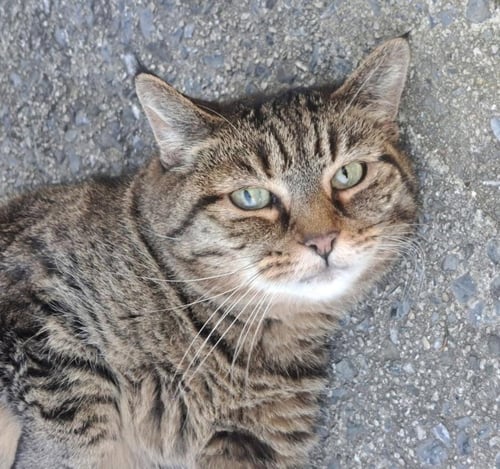 ALBERT - Domestic Short Hair available for adoption