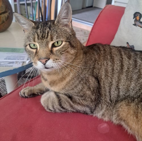 ALBERT - Domestic Short Hair available for adoption