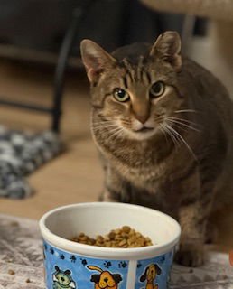 MAE - Domestic Short Hair available for adoption