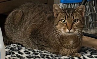 MAE - Domestic Short Hair available for adoption