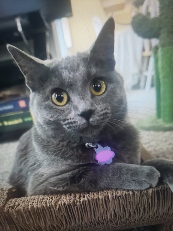 Cinder Image