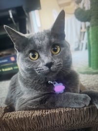 Cinder - Photo 1