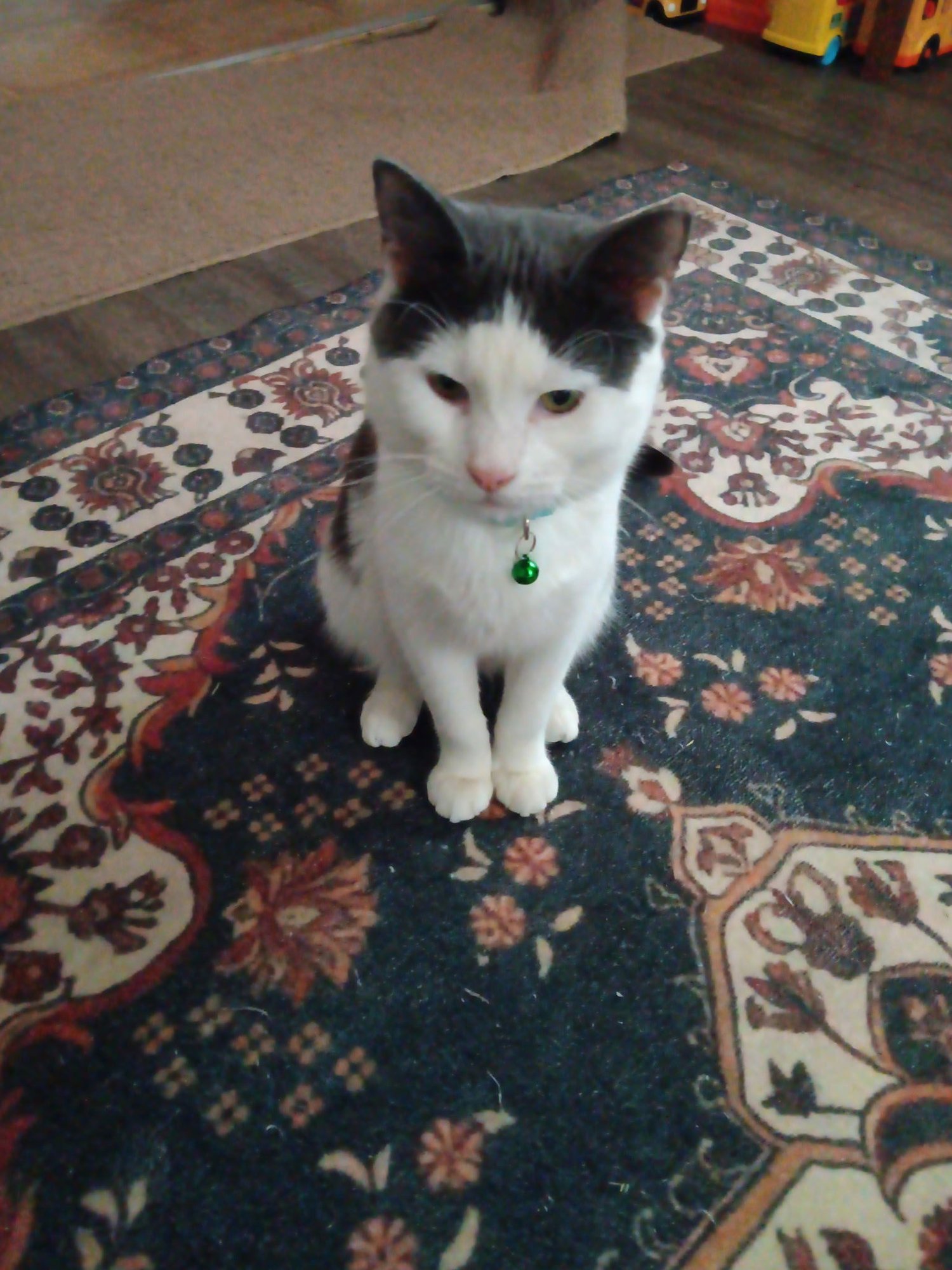 LLOYD - Domestic Short Hair available for adoption