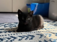 Luigi - Photo 1