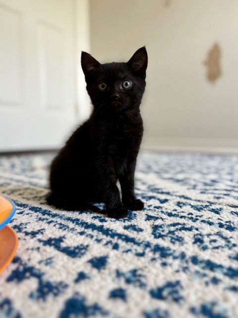 LUIGI - Domestic Short Hair available for adoption