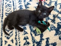 Luigi - Photo 3