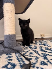 Luigi - Photo 4