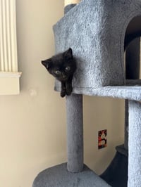 Luigi - Photo 5