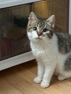 OTTER - Domestic Short Hair available for adoption