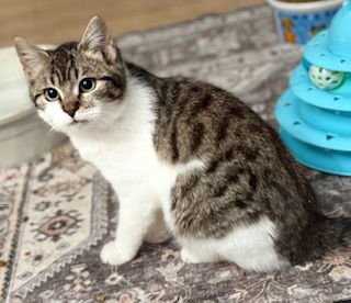 OTTER - Domestic Short Hair available for adoption