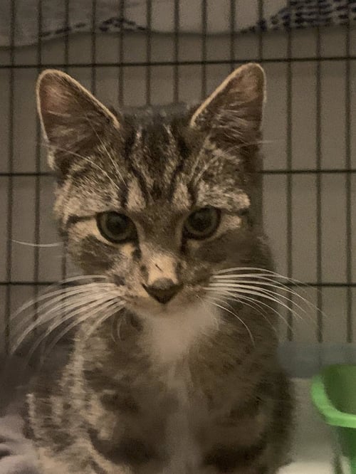 LEO - Domestic Short Hair available for adoption