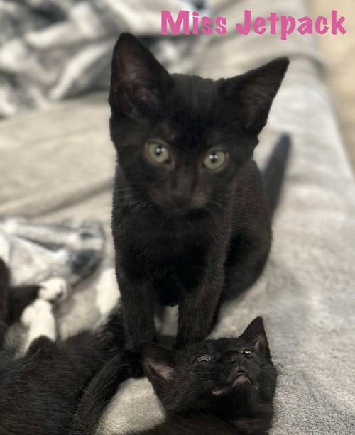 MISS JETPACK - Domestic Short Hair available for adoption