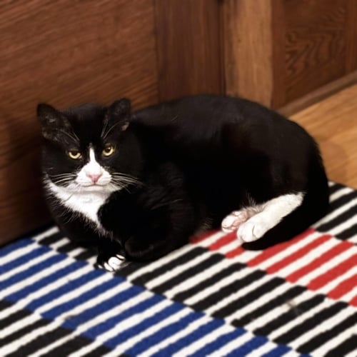 WHITLEY - Domestic Short Hair available for adoption