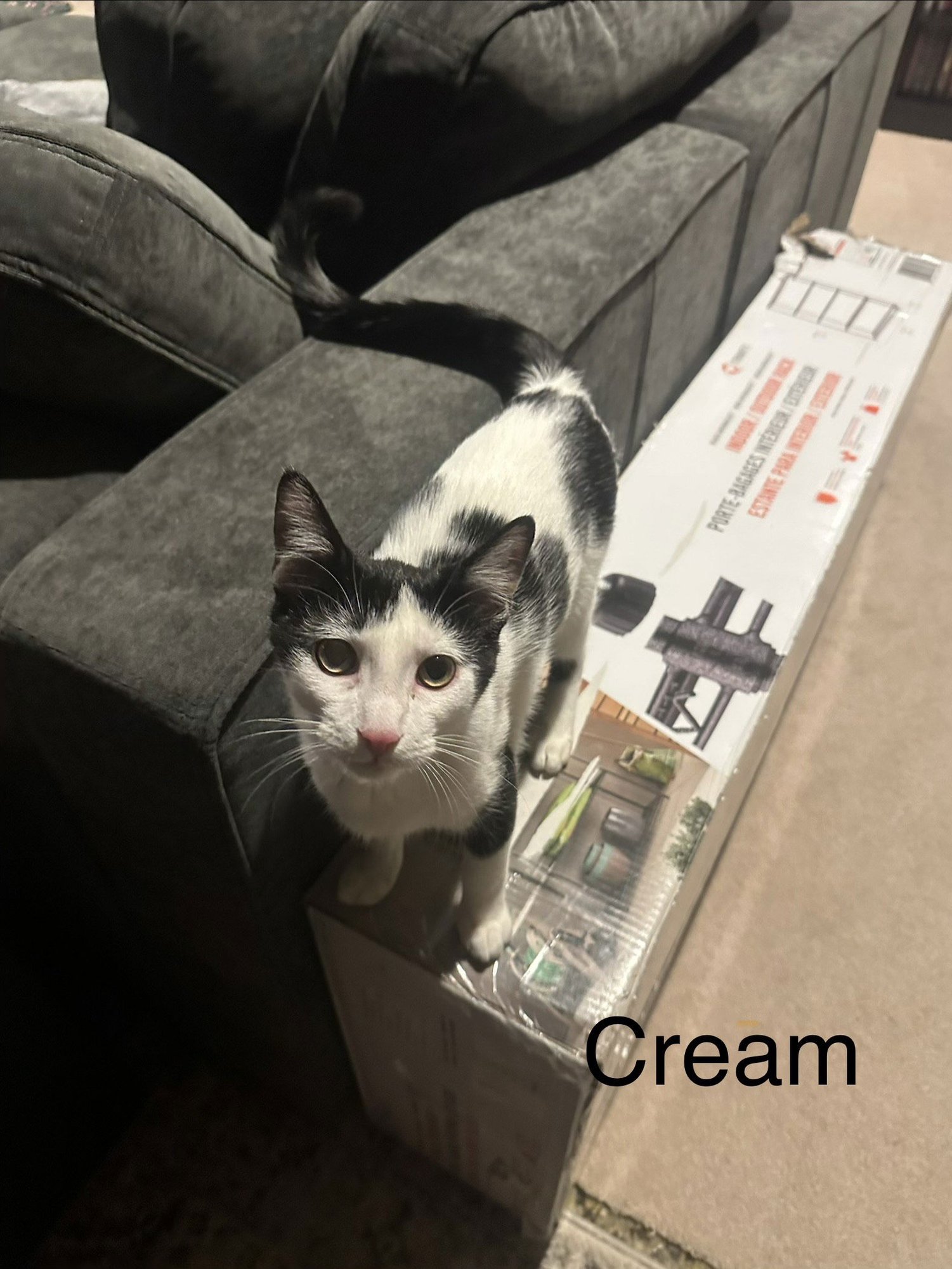 CREAM - Domestic Short Hair available for adoption