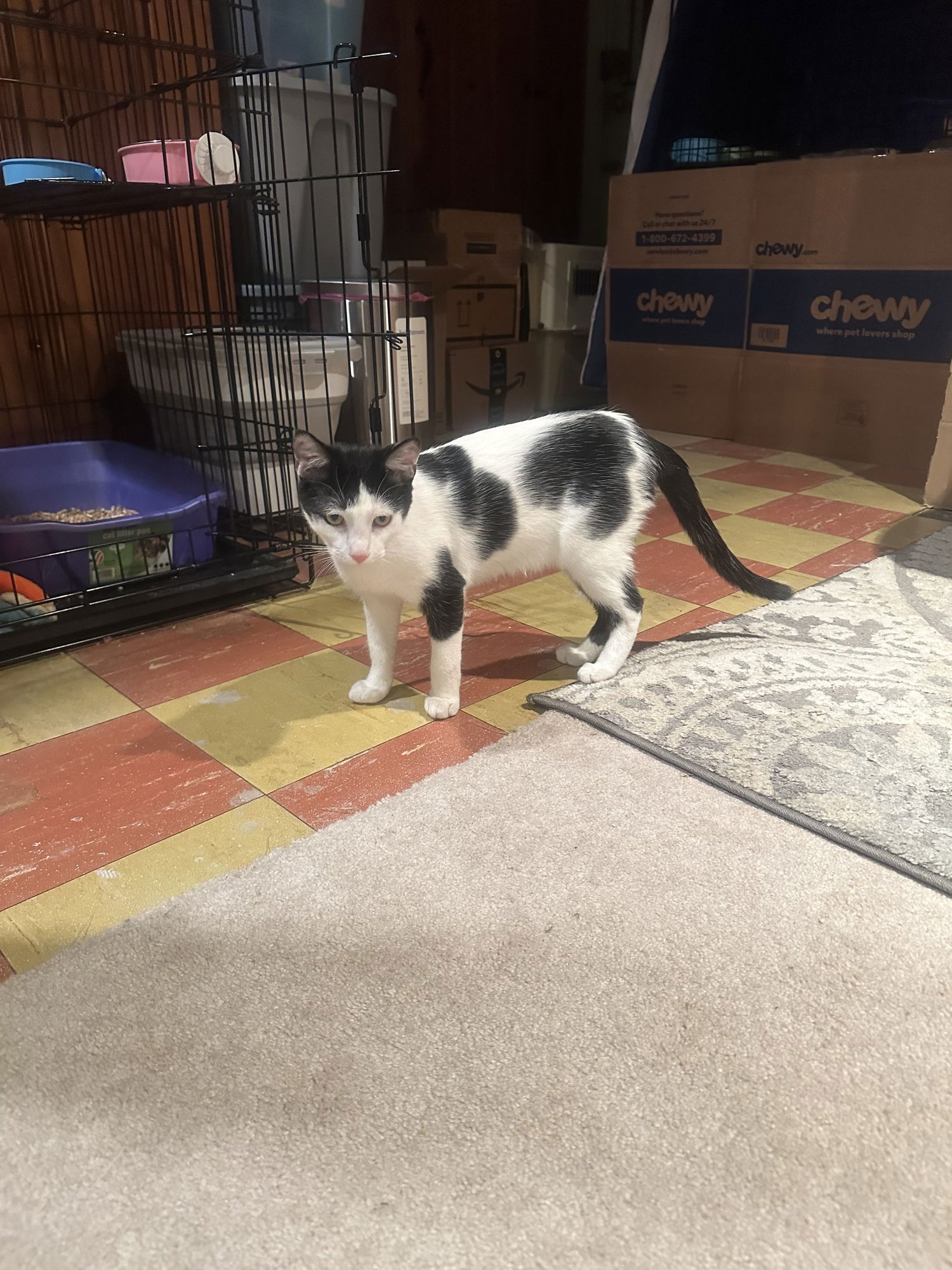 CREAM - Domestic Short Hair available for adoption