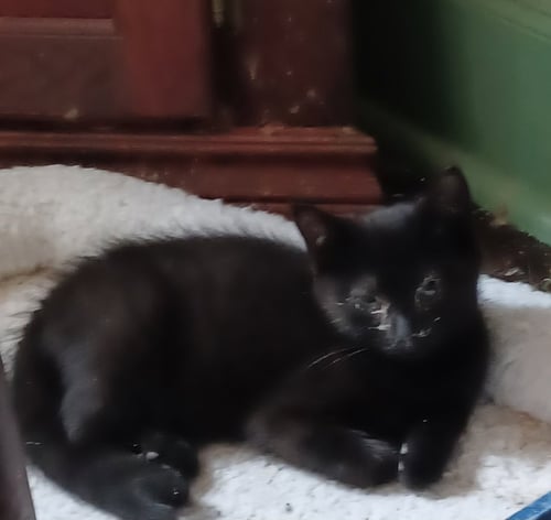 MORDECAI - Domestic Short Hair available for adoption