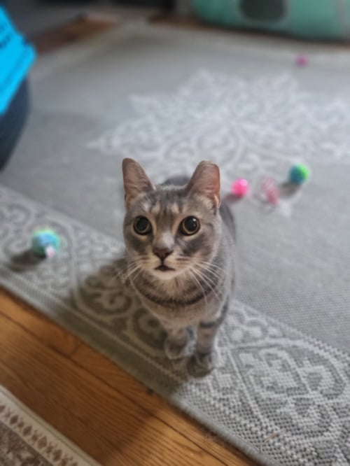 MARINA - Domestic Short Hair available for adoption