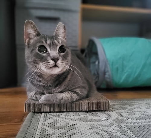 MARINA - Domestic Short Hair available for adoption