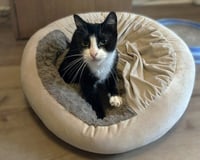 Wren - Playful Velcro kitten - Photo 1