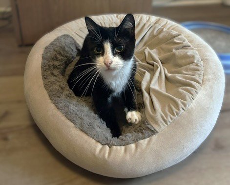 WREN - PLAYFUL VELCRO KITTEN - Domestic Short Hair available for adoption