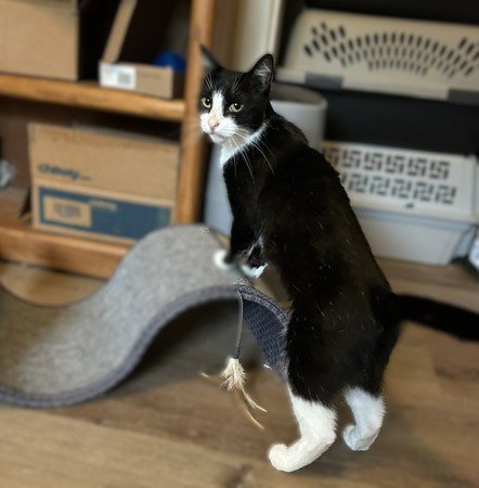 WREN - PLAYFUL VELCRO KITTEN - Domestic Short Hair available for adoption