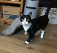 Wren - Playful Velcro kitten - Photo 3