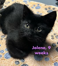 Jolene - Photo 1