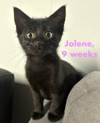 Jolene - Photo 2