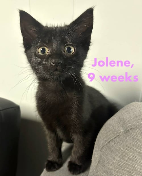 JOLENE - Domestic Short Hair available for adoption
