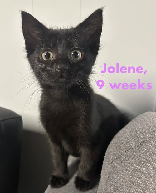 JOLENE - Domestic Short Hair available for adoption