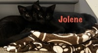 Jolene - Photo 4