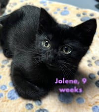 Jolene - Photo 3