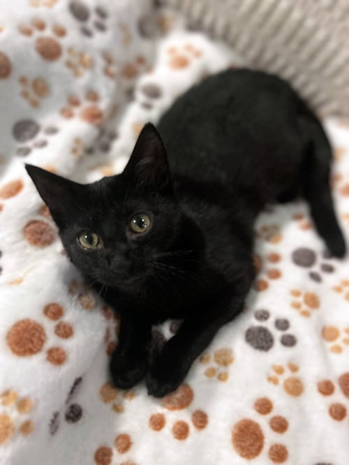 JOLENE - Domestic Short Hair available for adoption