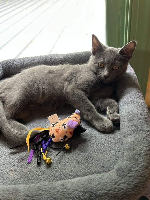 RIFF - Domestic Short Hair available for adoption