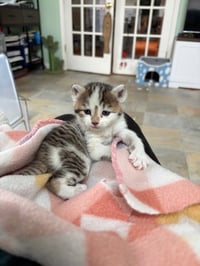 Tigress - Photo 1