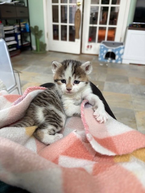 TIGRESS - Domestic Short Hair available for adoption