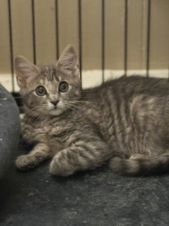 COLETTE - Domestic Short Hair available for adoption