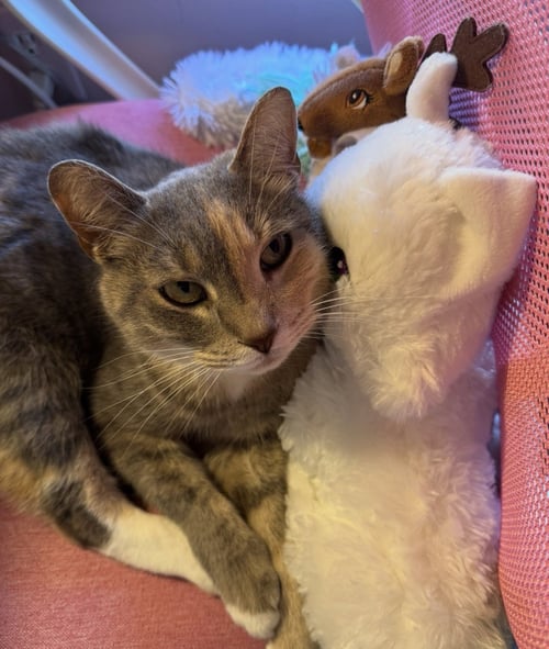 CASSIE (BONDED WITH VADER) - Domestic Short Hair available for adoption
