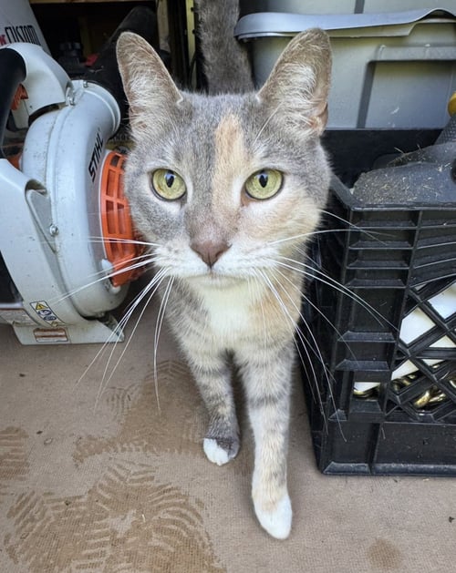CASSIE (BONDED WITH VADER) - Domestic Short Hair available for adoption