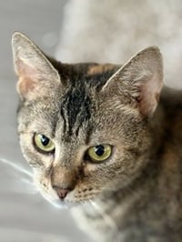 Haddie - Photo 6