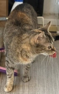 Haddie - Photo 7