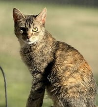 Haddie - Photo 5