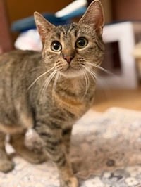 Haddie - Photo 2