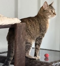 Haddie - Photo 8