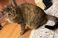 Haddie - Photo 4