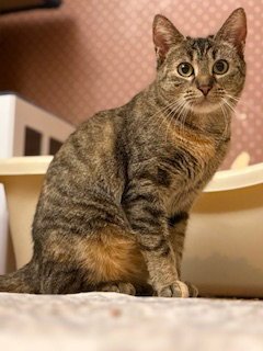 HADDIE - Domestic Short Hair available for adoption
