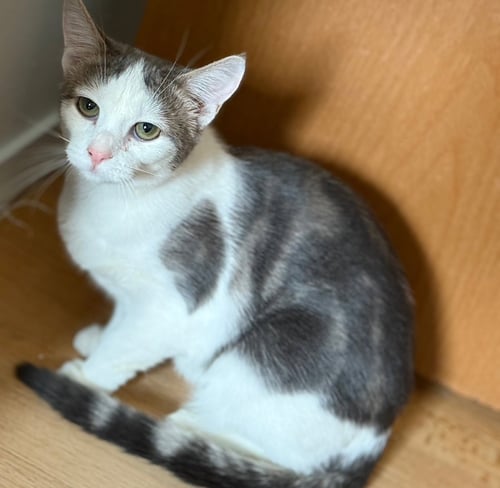 CHARLOTTE - Domestic Short Hair available for adoption